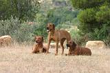 RODESIAN RIDGEBACK 250
